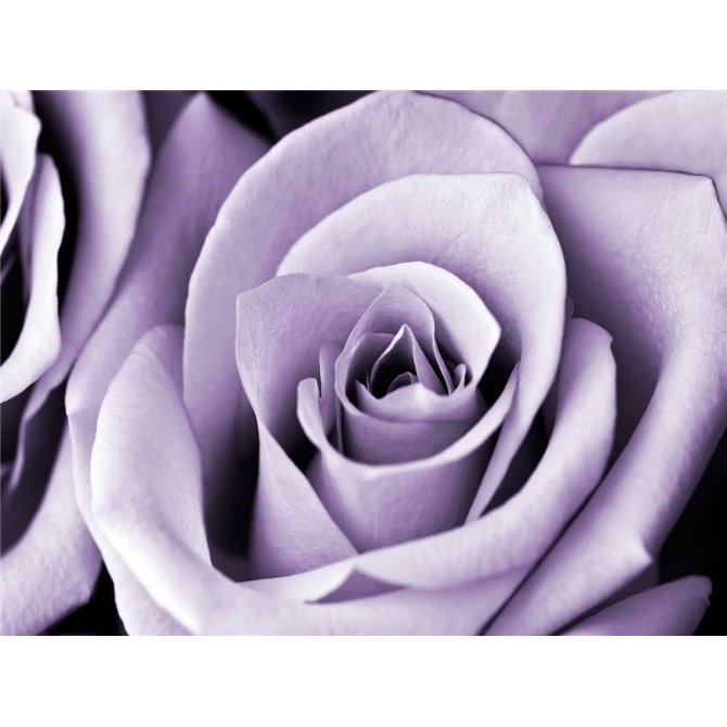 Lavender Rose - Cuadrostock