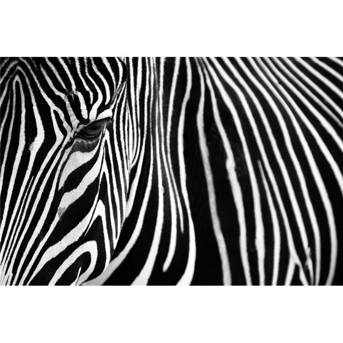 Zebra in Lisbon Zoo - Cuadrostock