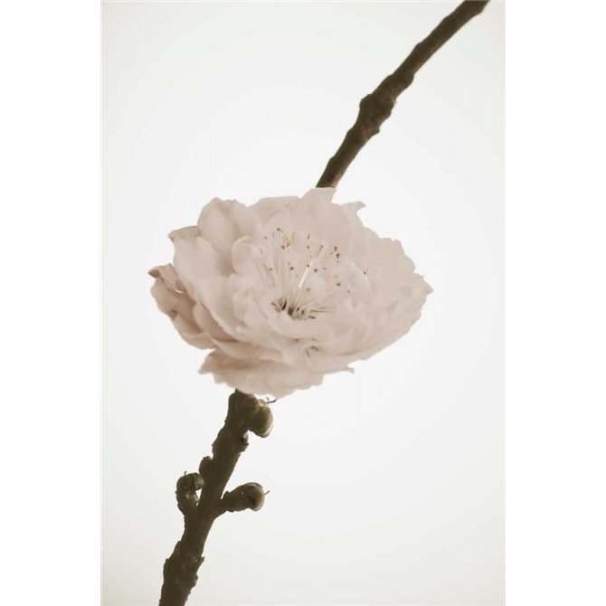 Delicate Floral II - Cuadrostock