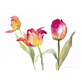 Pink Hues Tulips