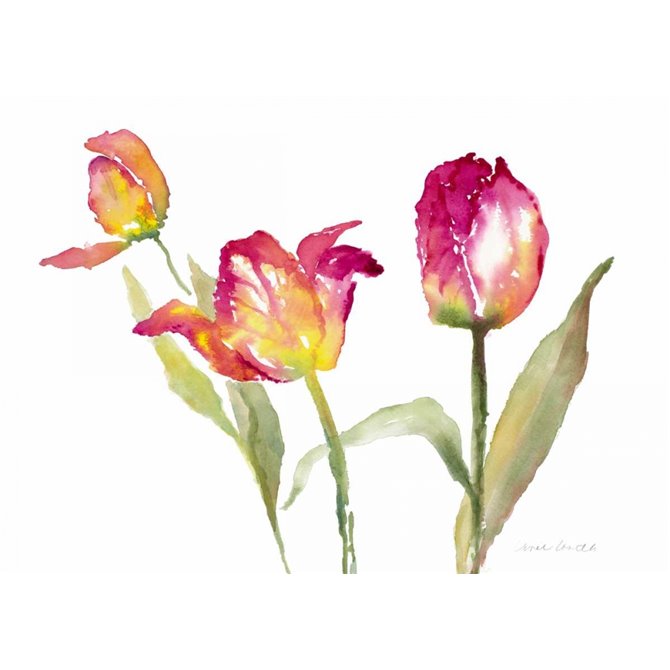 Pink Hues Tulips - Cuadrostock