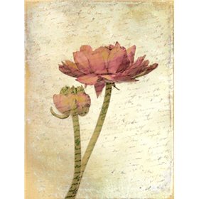 Ranunculus Bloom 1