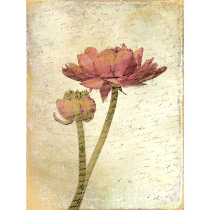 Ranunculus Bloom 1
