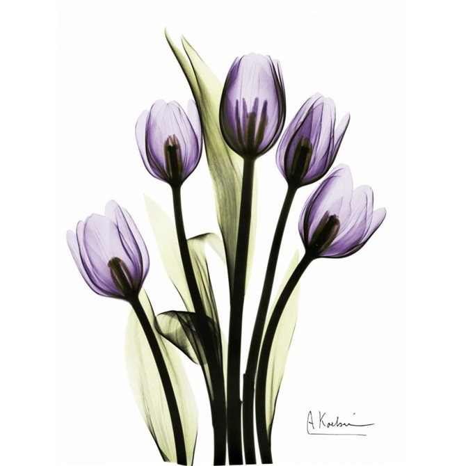 Regal Tulip B13 - Cuadrostock
