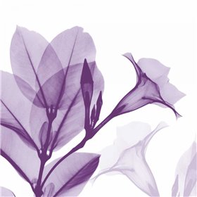 Lavender Mandelilla