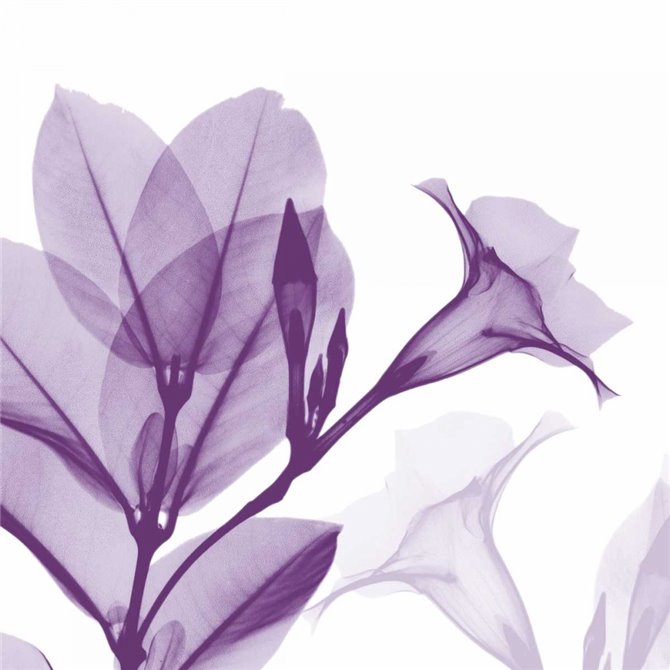Lavender Mandelilla