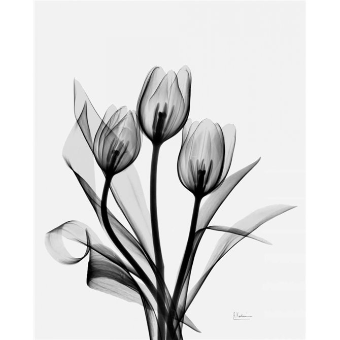 Three Gray Tulips H14