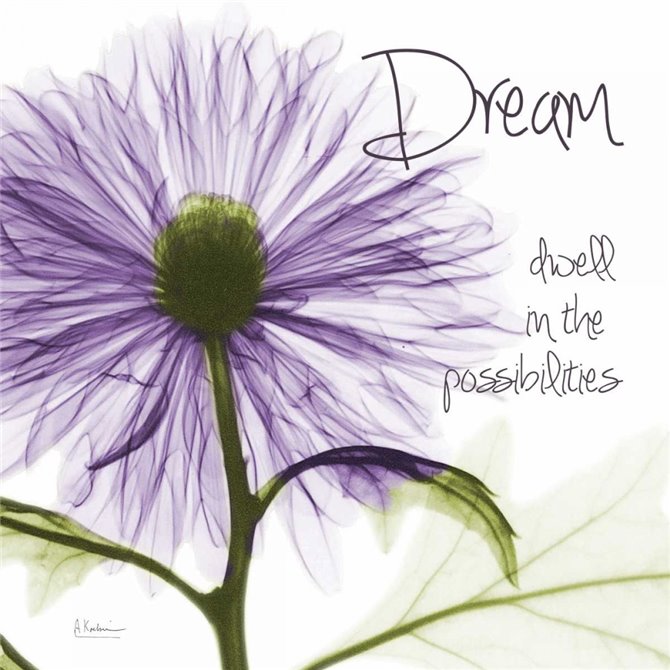 Purple Chrysanthemum Dream