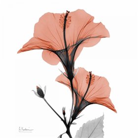 Soft Hibiscus - Cuadrostock
