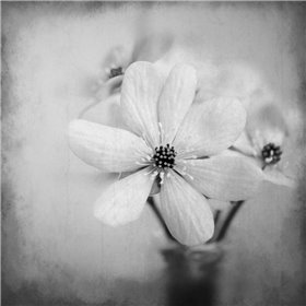 Blooms 1