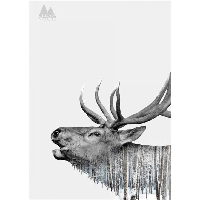 Deer - Cuadrostock