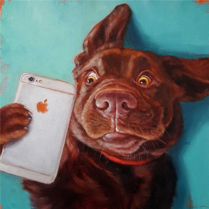 Dog Selfie - Cuadrostock