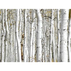 Birch Wood
