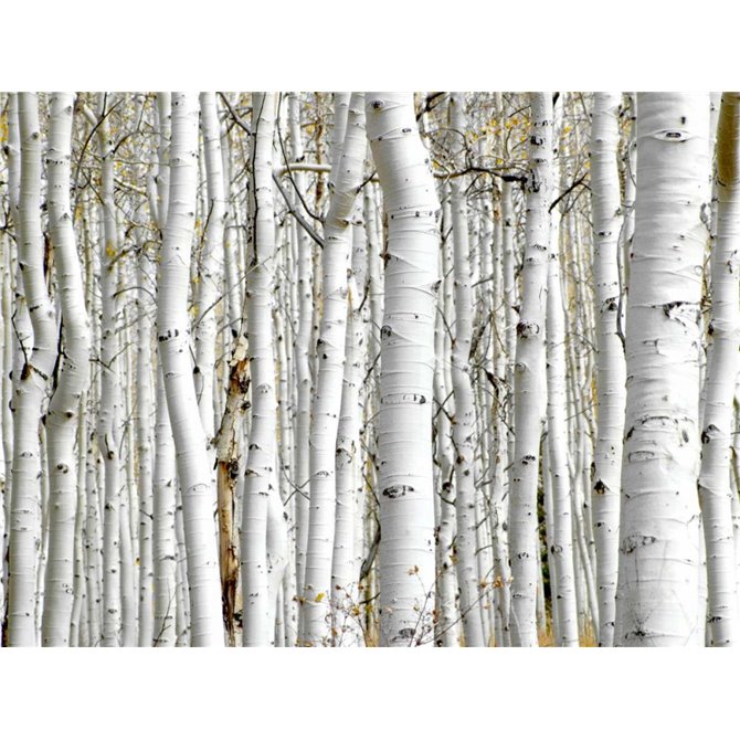 Birch Wood - Cuadrostock