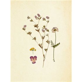 French Herbarium 2