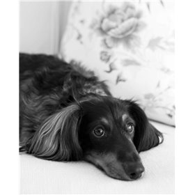 Dachshund Black and White - Cuadrostock