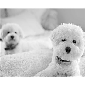 Bichons Black and White - Cuadrostock