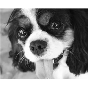 King Charles Spaniel Black and White - Cuadrostock