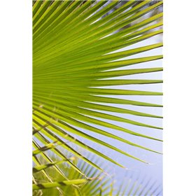 Cuadro para dormitorio - Palm Branch - Cuadrostock