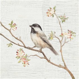 Black Capped Chickadee Vintage - Cuadrostock