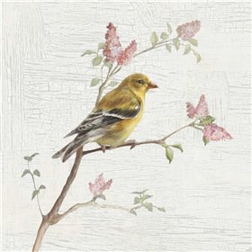 Female Goldfinch Vintage - Cuadrostock