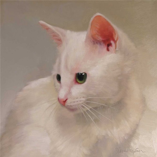 White Kitten - Cuadrostock