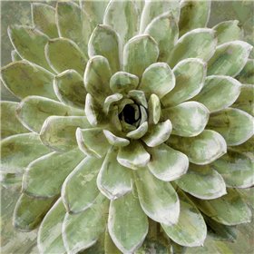 Succulent Verde II