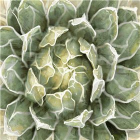 Succulent Verde III