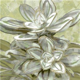 Succulent Verde IV