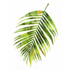 Palm I