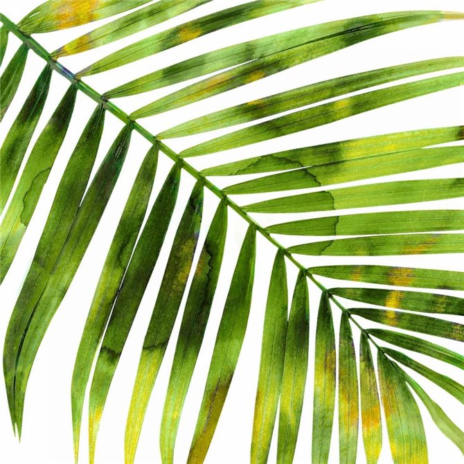 Tropical Palm I