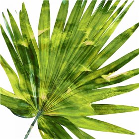 Tropical Palm IV