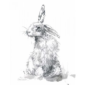 Garden Hare II - Cuadrostock