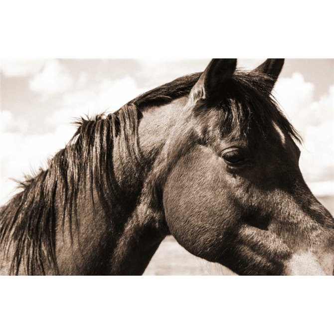 Solitary Horse - Cuadrostock