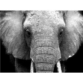 Elephant Lore - Cuadrostock