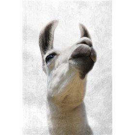 Pondering Lama
