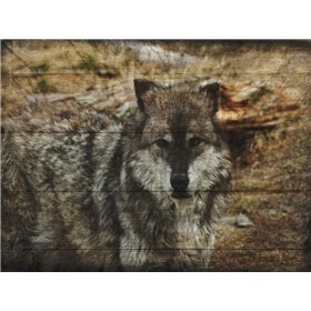 Alfa Wolf - Cuadrostock