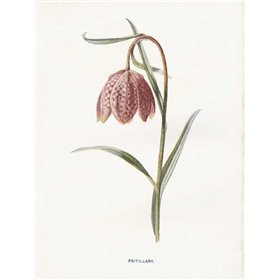 Fritillary - Cuadrostock