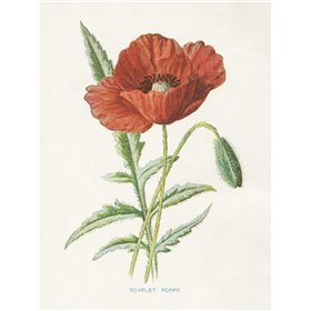 Scarlet Poppy - Cuadrostock