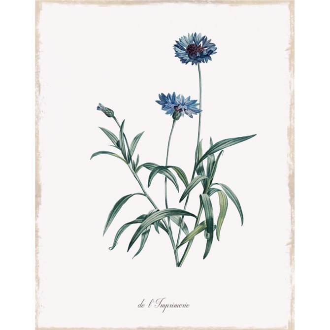 Imperial Blue