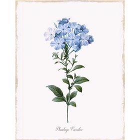 Cape Leadwort
