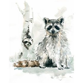 Raccoon and Baby - Cuadrostock