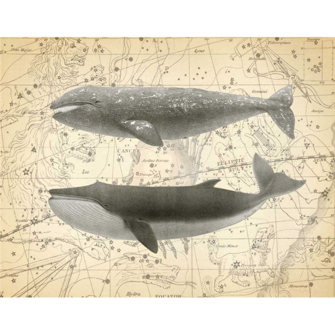 Whale Constellation 2