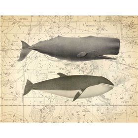Whale Costellation 1
