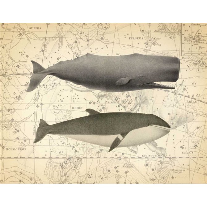 Whale Costellation 1