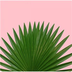 Miami Vibe 1