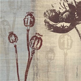 Chocolate Poppy