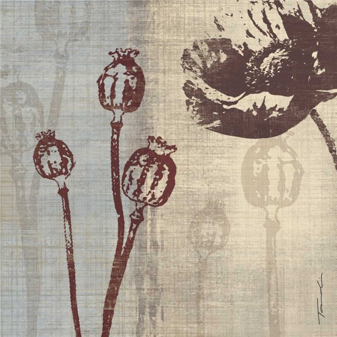 Chocolate Poppy