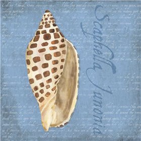 Oceanum Shells Blue II