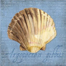 Oceanum Shells Blue V - Cuadrostock